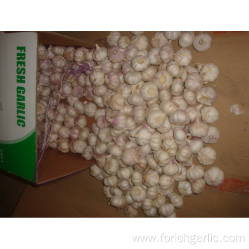 Fresh Normal White Garlic 4.5cm